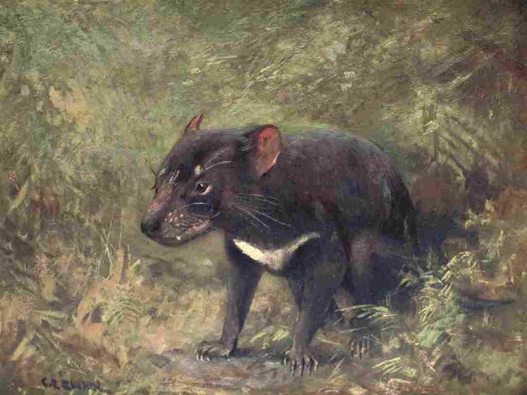 Swan Cuthbert Wild beasts World 1909 Tasmanian Devil A4 Photo Print
