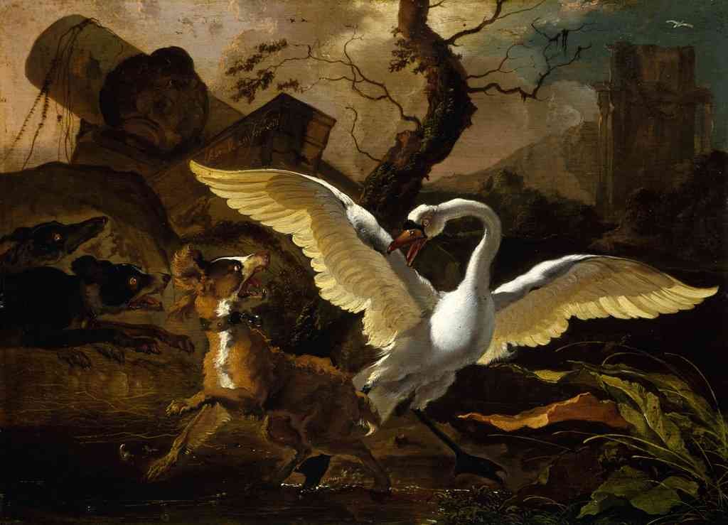 Swan Enraged Hondius A4 Photo Print