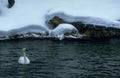 Swans Frozen Lake A4 Photo Print