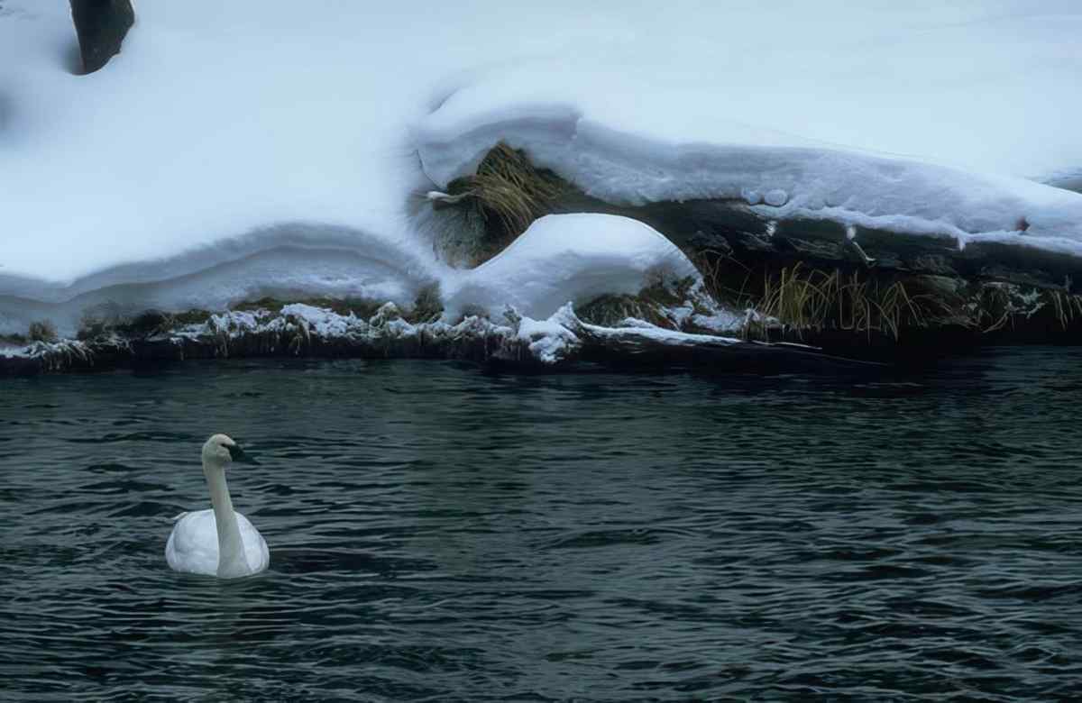 Swans Frozen Lake A4 Photo Print