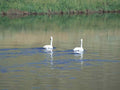 Swans River Landscape A4 Photo Print