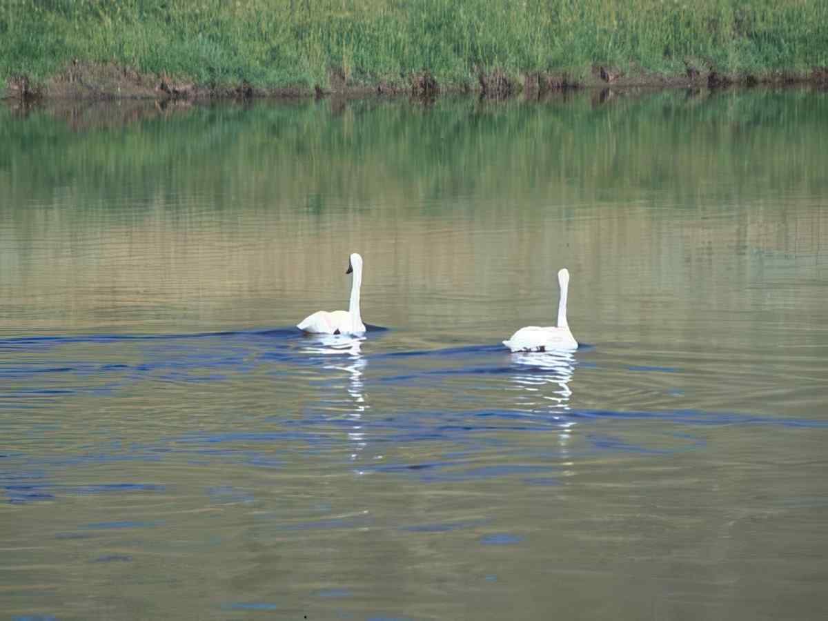 Swans River Landscape A4 Photo Print