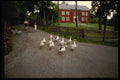 Sweden 201057 Geese Parade Down Skansen Museum Path A4 Photo Print