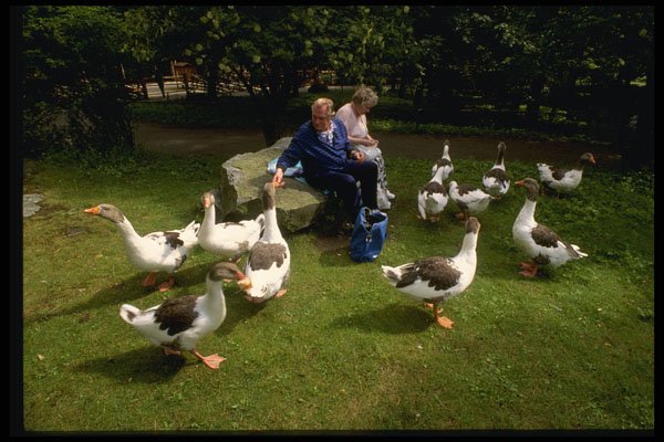Sweden 201058 Visitors Feed Geese On Skansen Grounds A4 Photo Print