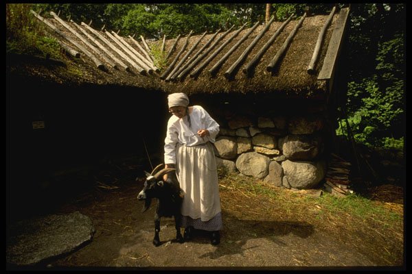 Sweden 201059 Tending A Goat In A Skansen Farmyard A4 Photo Print