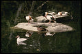 Sweden 201062 Sheld Ducks Inhabit Skansen Pond A4 Photo Print