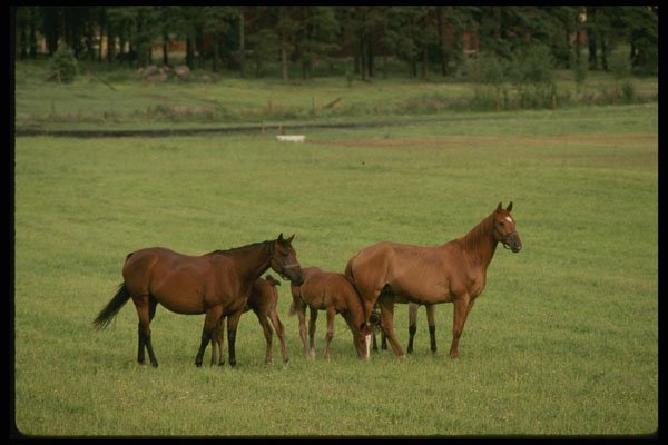 Sweden 201084 Quarterhorses, Smaland Ranch A4 Photo Print