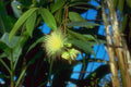 Syzygium Bloom Branch A4 Photo Print