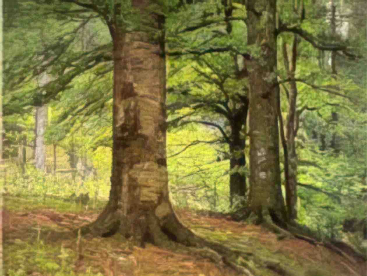 T C Steele beech trees 1895 Art A4 Photo Print