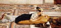 TademWater Pets A4 Photo Print