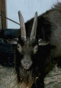 Tahr Goat Horn A4 Photo Print