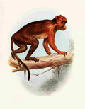 Talbot Review Primates 1913 Red Colobus Monkey A4 Photo Print