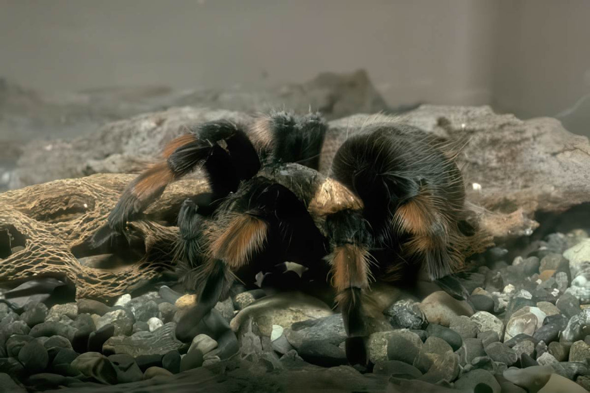 Tarantula Terrarium Legs A4 Photo Print