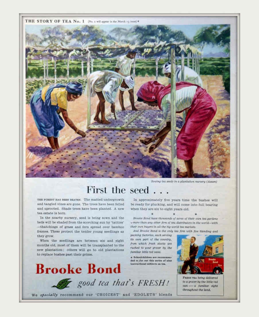 Tea Plantation Brooke Vintage Retro Advert Poster A4 Photo Print