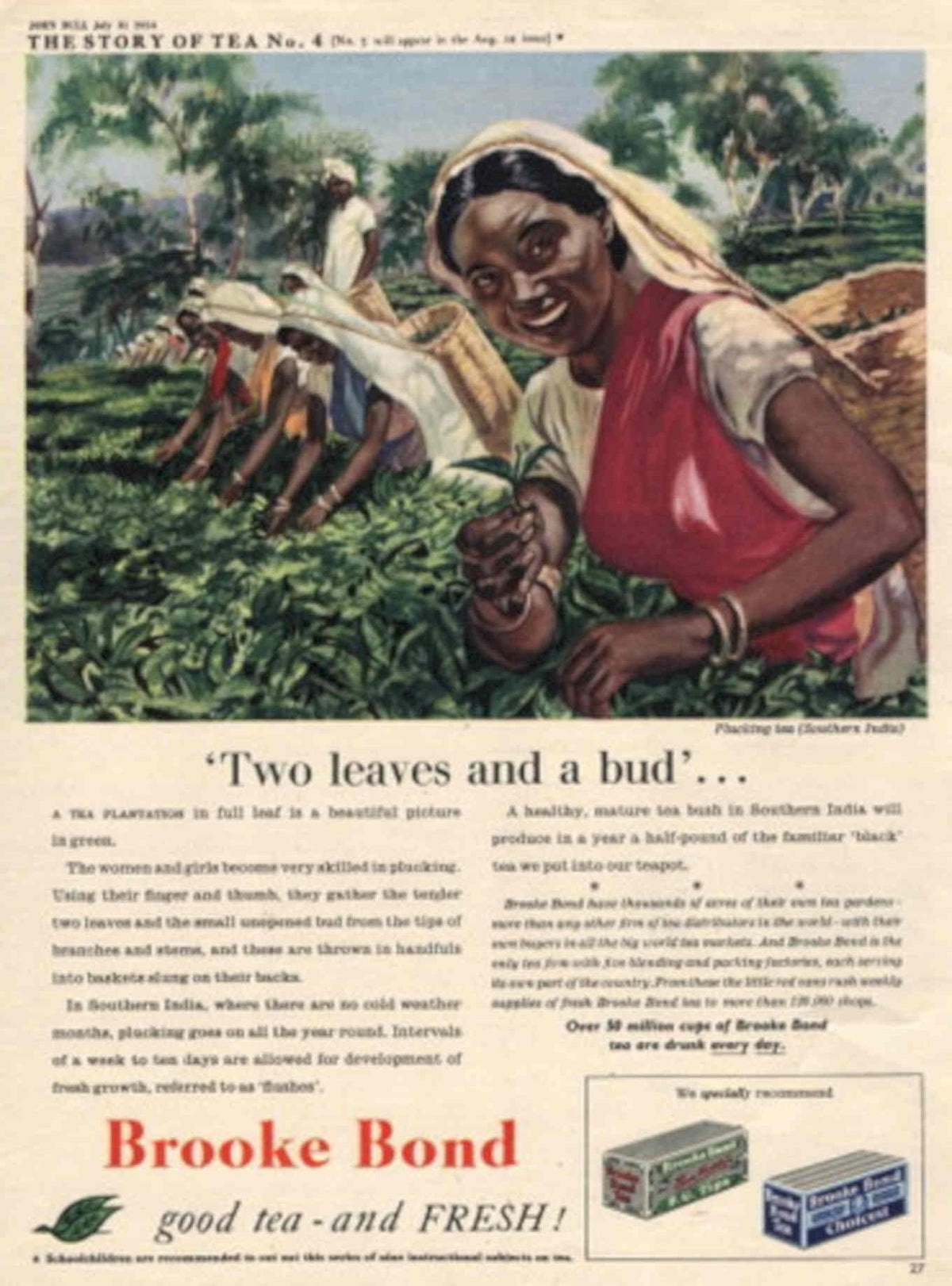 Tea Plantation Woman 1950s Vintage Retro Advert Poster