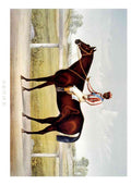 Tenny Horse A4 Photo Print