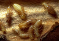 Termites Wood Detail A4 Photo Print