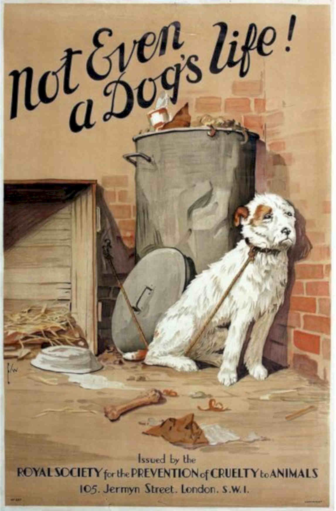 Terrier Dog Royal Vintage Retro Advert Poster A4 Photo Print