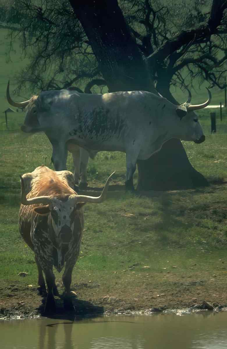 Texas Longhorns Waterhole A4 Photo Print