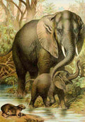 The Animal Kingdom 1897 African Elephants & Hyrax A4 Photo Print