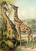 The Animal Kingdom 1897 Giraffes A4 Photo Print