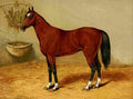The Arabian Horse 1894 Rex A4 Photo Print