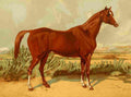 The Arabian Horse 1894 Shah Rukh A4 Photo Print
