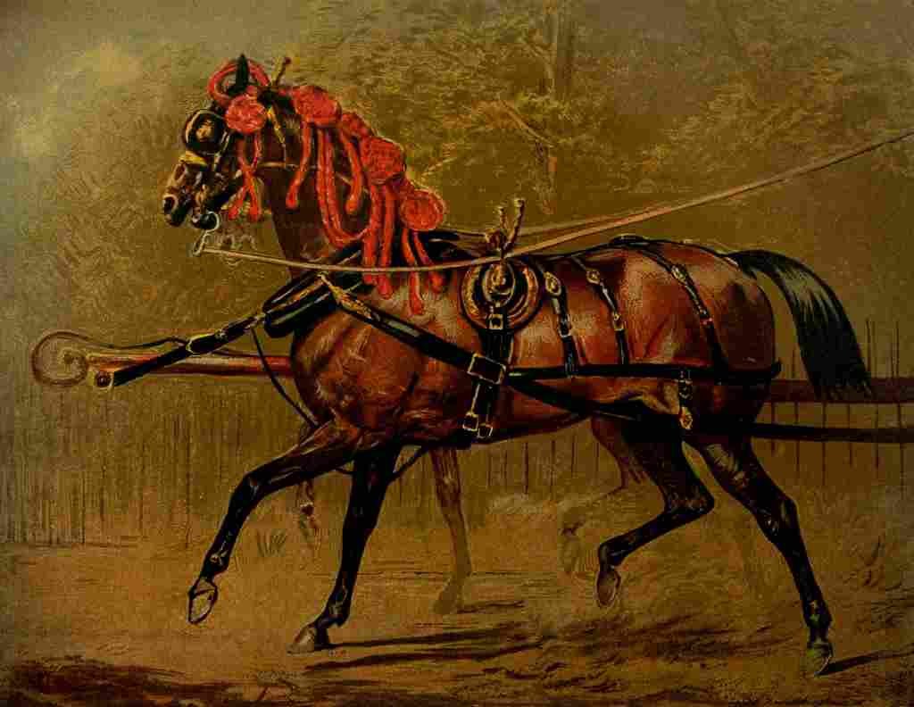 The Book Horse 1880 A state carriage horse A4 Photo Print
