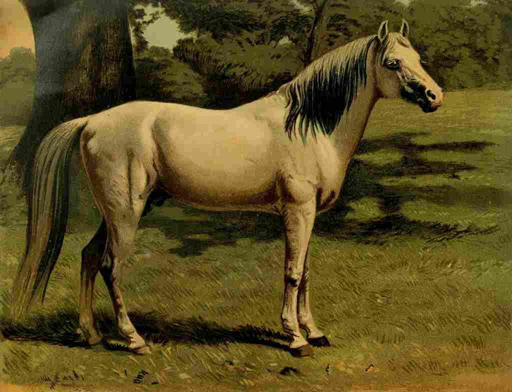 The Book Horse 1880 Arab pony charger A4 Photo Print