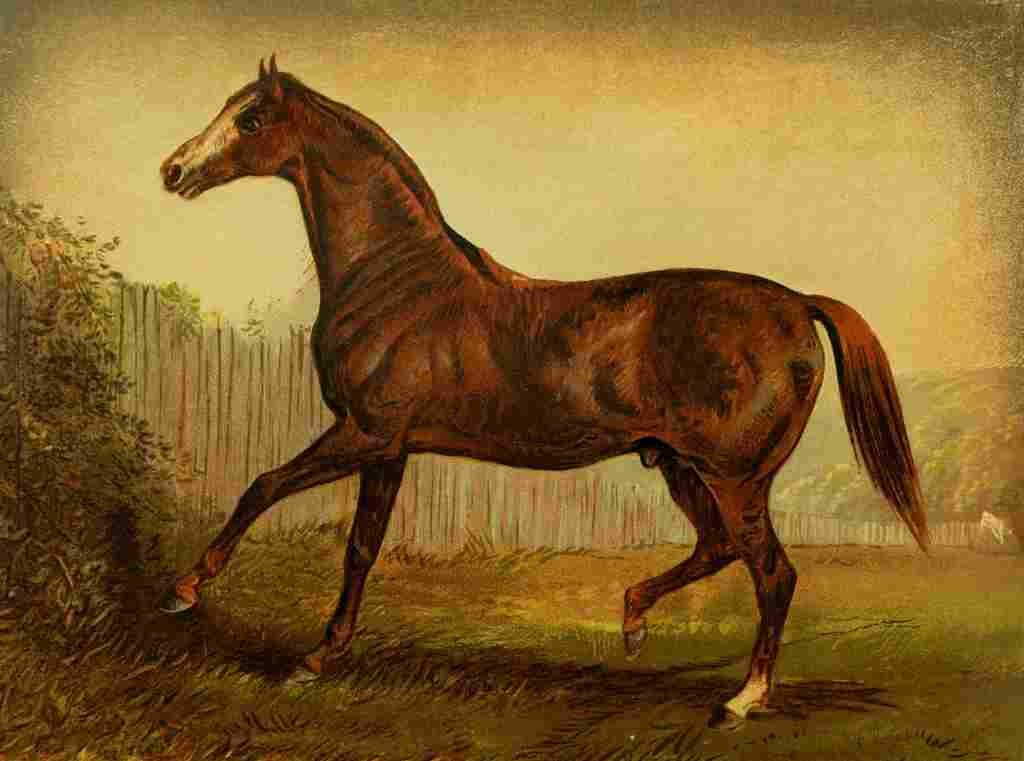 The Book Horse 1880 Blair Athol A4 Photo Print