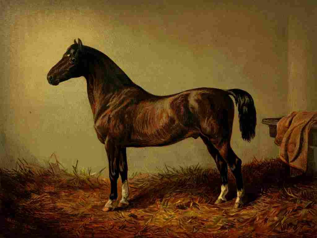 The Book Horse 1880 Pony hack Don Carlos A4 Photo Print
