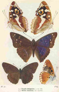 The Butterflies 1928 Purple Emperor & White Admiral A4 Photo Print