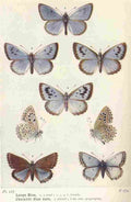 The Butterflies British Isles 1928 Blues A4 Photo Print