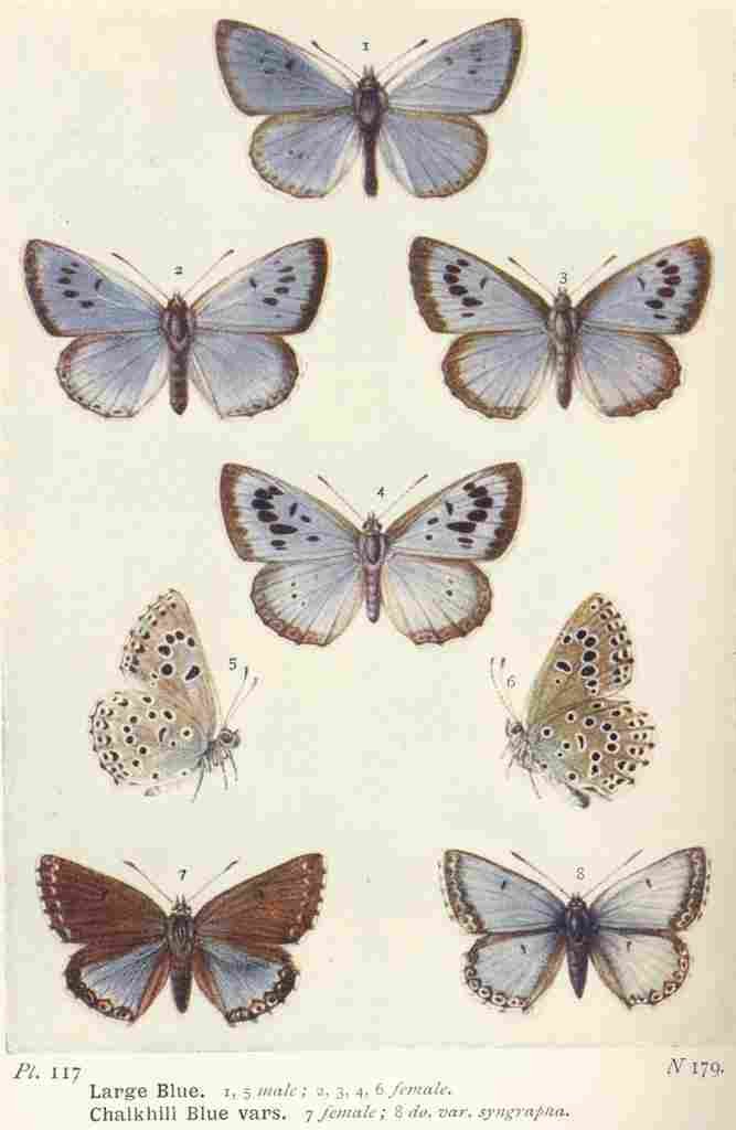 The Butterflies British Isles 1928 Blues A4 Photo Print