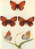 The Butterflies British Isles 1928 Large Copper A4 Photo Print