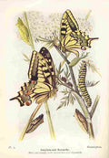 The Butterflies British Isles 1928 Swallowtail Butterfly A4 Photo Print
