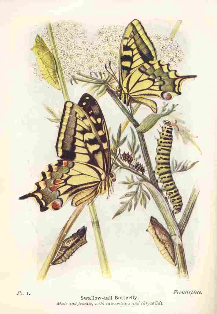 The Butterflies British Isles 1928 Swallowtail Butterfly A4 Photo Print
