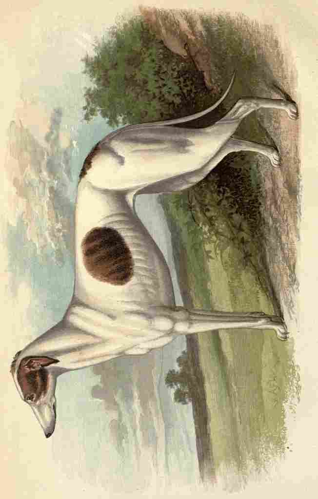 The Greyhound 1887 Greyhound A4 Photo Print