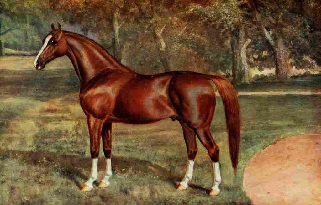 The Horse 1906 Arab stallion Mesaoud A4 Photo Print