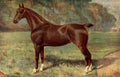 The Horse 1906 Hackney mare Lady Keyingham A4 Photo Print