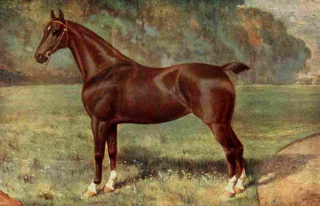 The Horse 1906 Hackney mare Lady Keyingham A4 Photo Print