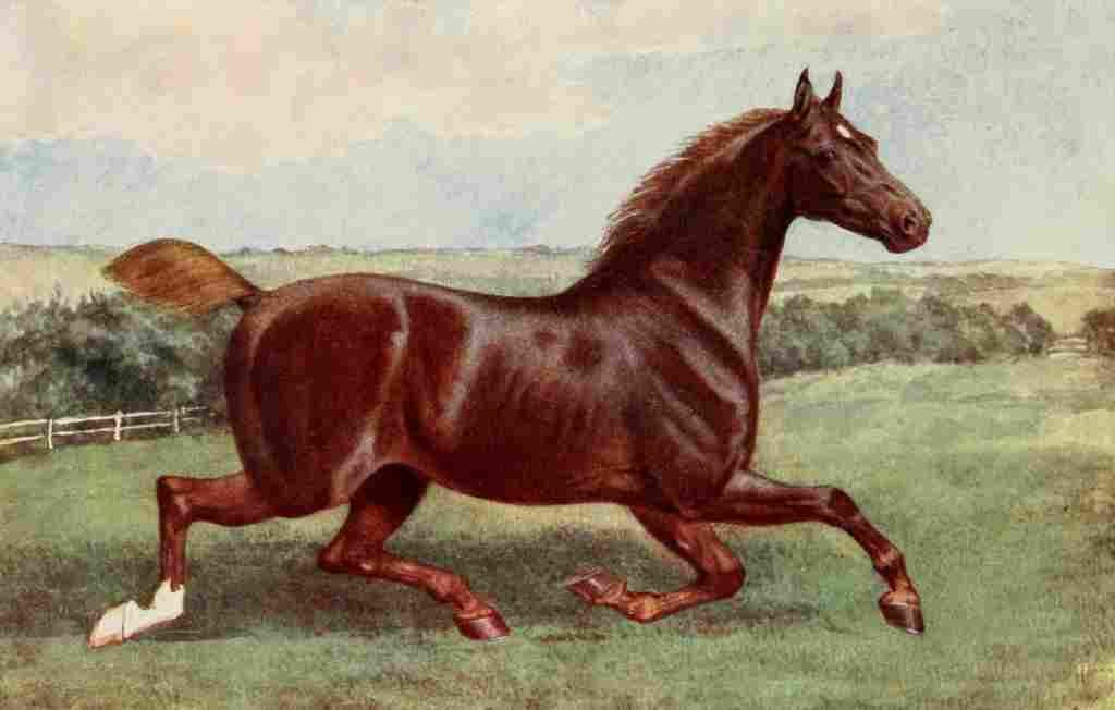 The Horse 1906 Hackney mare Ophelia A4 Photo Print