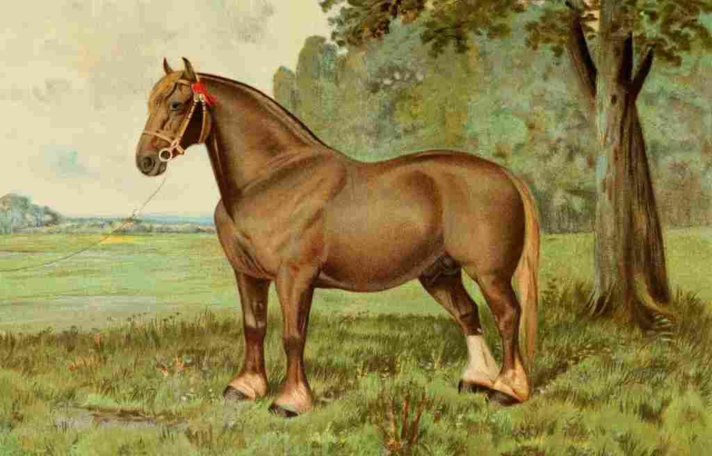 The Horse 1906 Suffolk stallion Ruler A4 Photo Print