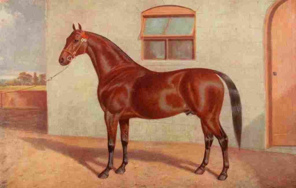 The Horse 1906 Yorkshire coach horse Mischief A4 Photo Print