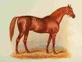 The Horse In the stables 1907 Typical racehorse Gladiator A4 Photo Print