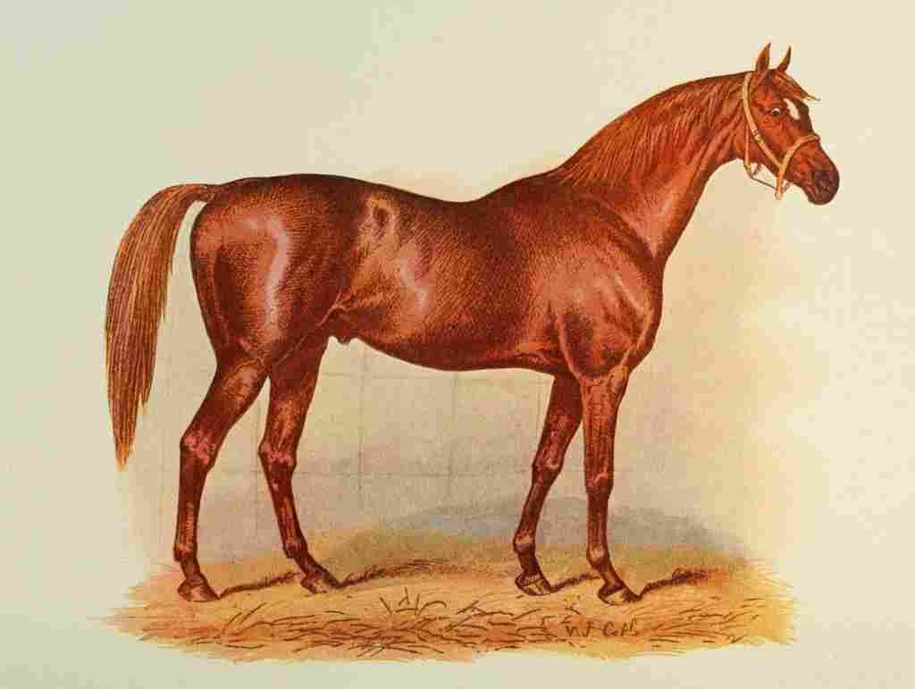 The Horse In the stables 1907 Typical racehorse Gladiator A4 Photo Print