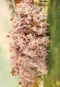 The Lure of Washington 1920 Springtime in Washington Vintage A4 Photo Print