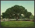 The Mammoth oak Pass Christian Miss Vintage A4 Photo Print