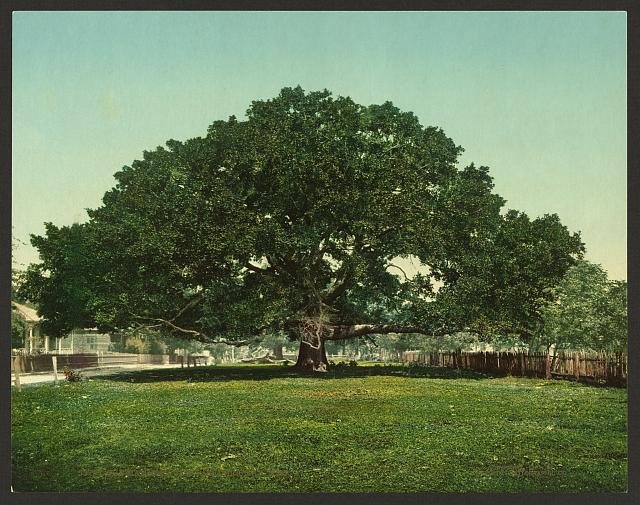 The Mammoth oak Pass Christian Miss Vintage A4 Photo Print
