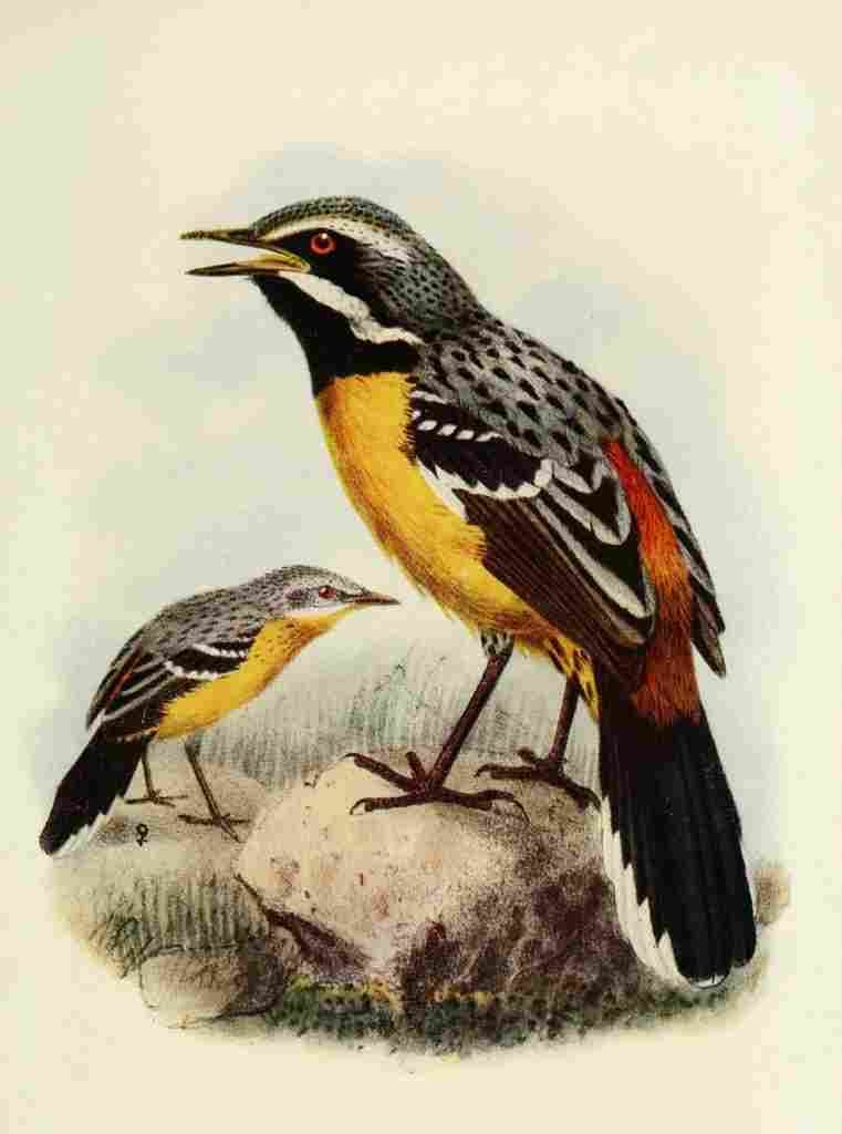 The Natural Africa 1923 Orange breasted Rock jumper A4 Photo Print